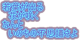 若葉が出る 花が咲く なんと いのちの不思議さよ