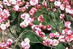 Kotoba 0503