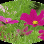 念仏相続の喜び