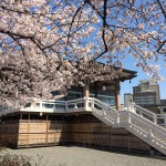 堺南御坊 桜満開です。