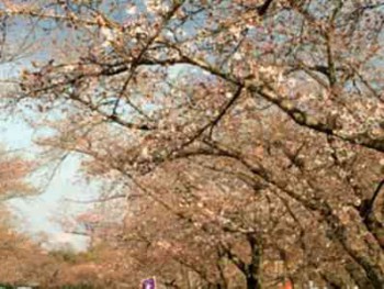 tn_万博公園桜