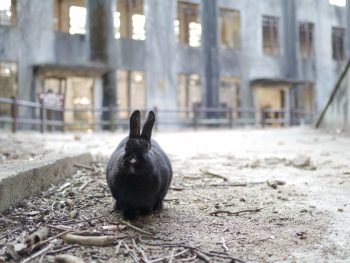 発電所とうさぎ