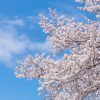三園合同お花見会のご案内　※中止になりました
